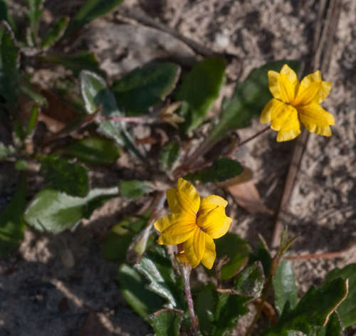 Goodenia geniculata (Goodenia geniculata)