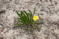 Goodenia geniculata (Goodenia geniculata)
