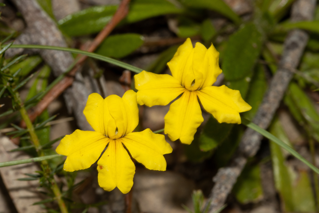 Goodenia geniculata (Goodenia geniculata)