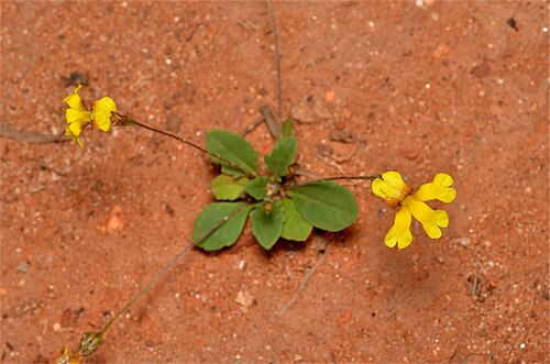 Goodenia gibbosa: Goodenia gibbosa near Redbank Gorge, MacDonnell Ranges, 138 km west of Alice Springs, Northern Territory