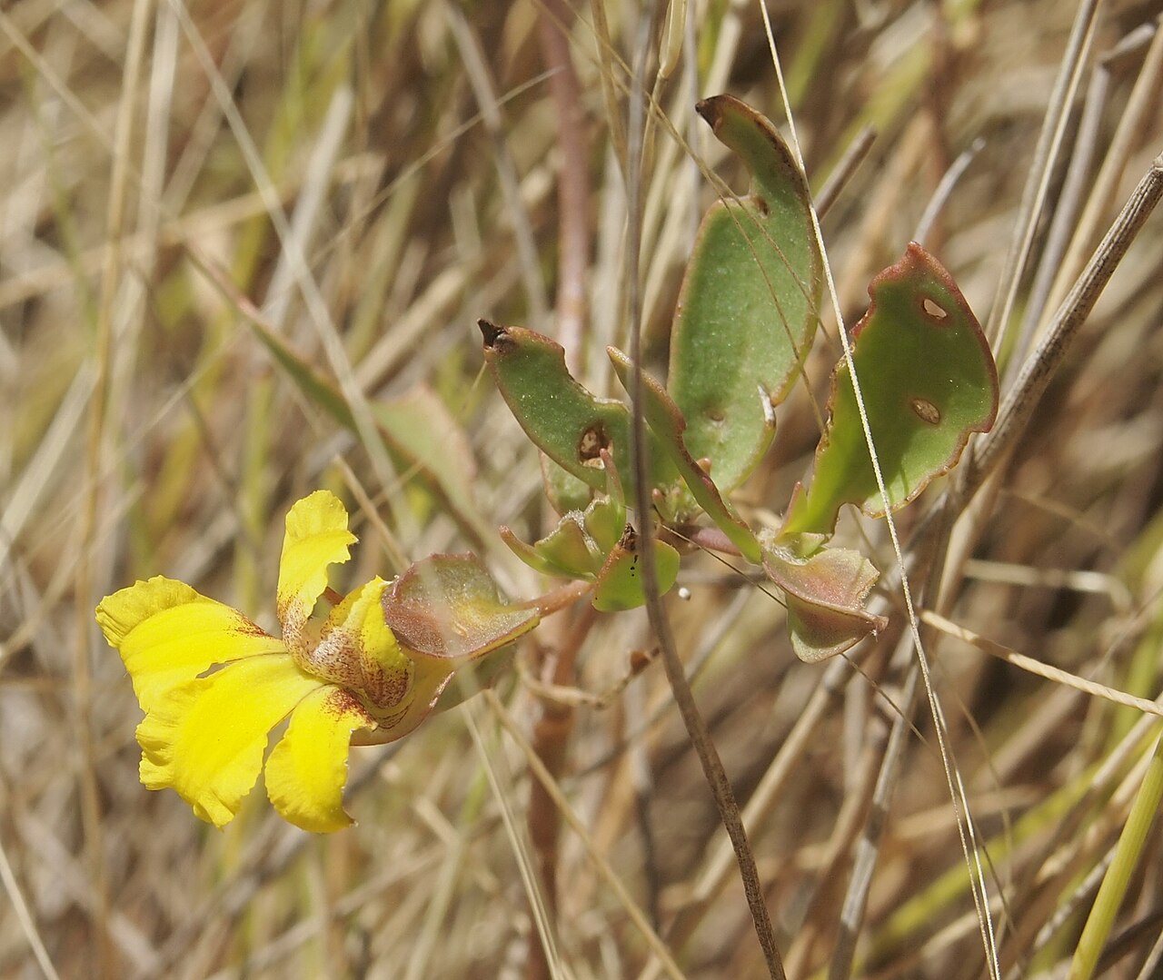 Goodenia gibbosa: Goodenia gibbosa flower quarter