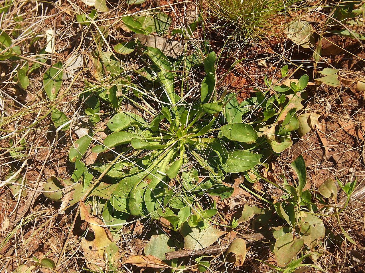 Goodenia gibbosa: Goodenia gibbosa
