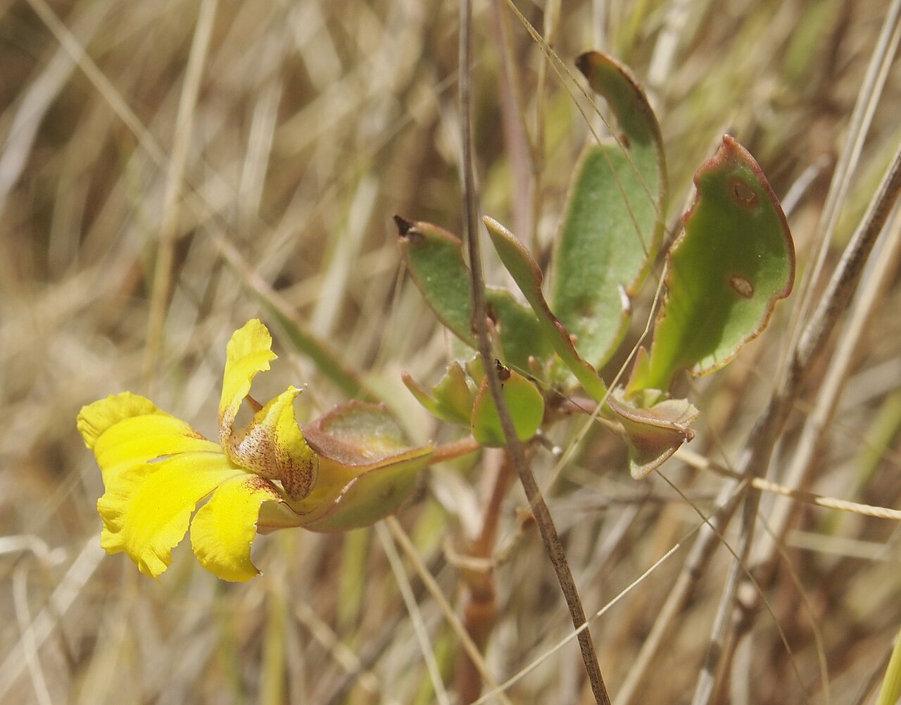 Goodenia gibbosa: Goodenia gibbosa flower lat
