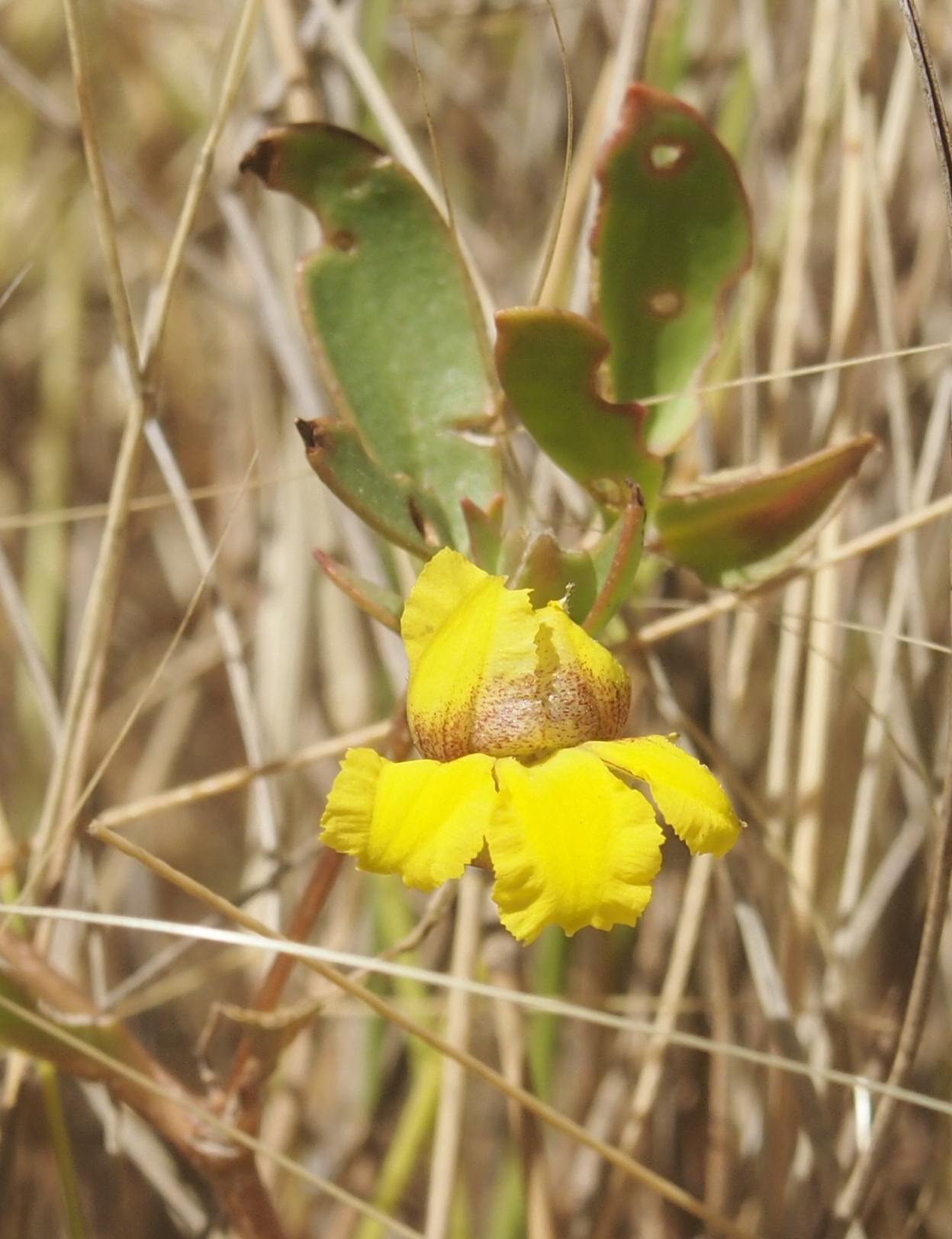 Goodenia gibbosa: Goodenia gibbosa flower front