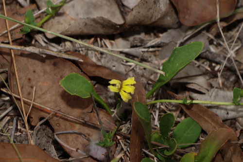Goodenia glabra (Goodenia glabra)