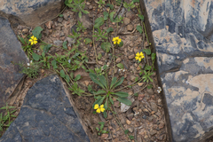 Goodenia glabra (Goodenia glabra)