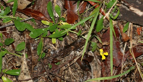Goodenia glabra (Goodenia glabra)