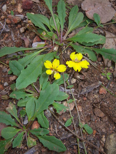 Goodenia glabra (Goodenia glabra)