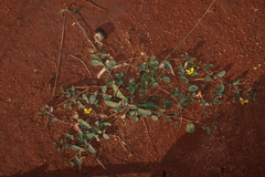 Goodenia glabra (Goodenia glabra)