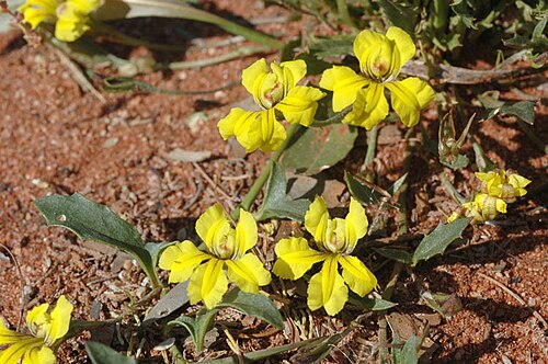 Goodenia glabra: Goodenia glabra in Stackpoole State Forest, north-east of Goolgowi, New South Wales