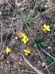Goodenia glabra (Goodenia glabra)