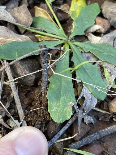 Goodenia glabra (Goodenia glabra)