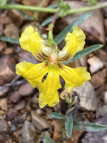 Goodenia glabra (Goodenia glabra)