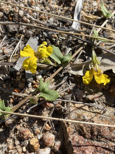 Goodenia glabra (Goodenia glabra)