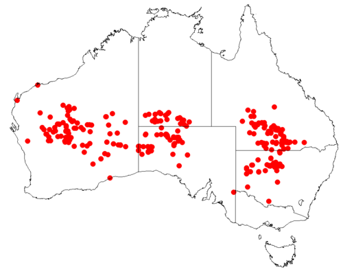 Goodenia glabrata: Velleia glabrata Occurrence data downloaded from [[Australasian Virtual Herbarium}AVH]] on 10 September 2018, https://doi.org/10.26197/5b95829e36509