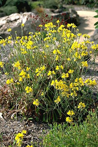 Goodenia glomerata: Goodenia glomerata in the Rockery at the Australian National Botanic Gardens, Australian Capital Territory