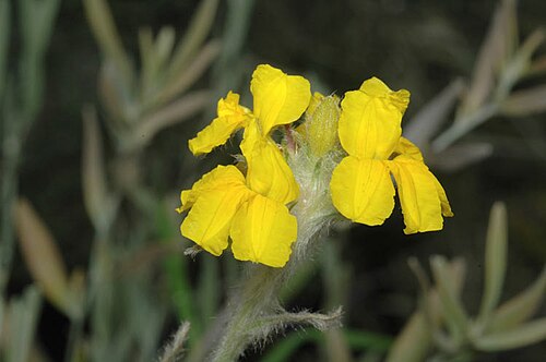 Goodenia glomerata: Goodenia glomerata in the Australian National Botanic Gardens, Australian Capital Territory