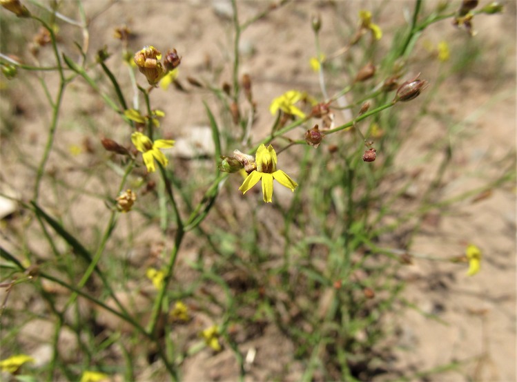 Goodenia gracilis: Goodenia gracilis near Cecil Plains-Milmeran Road, about 20 km from Cecil Plains, Queensland