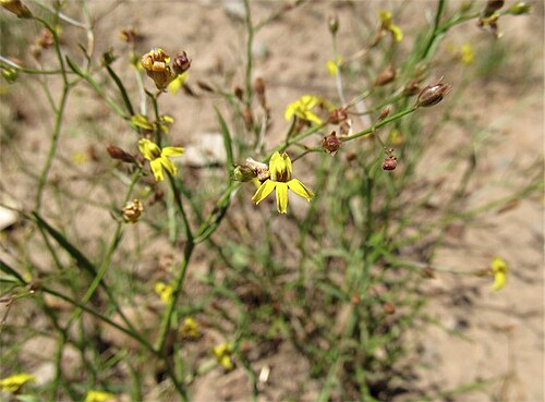 Goodenia gracilis: Goodenia gracilis near Cecil Plains-Milmeran Road, about 20 km from Cecil Plains, Queensland