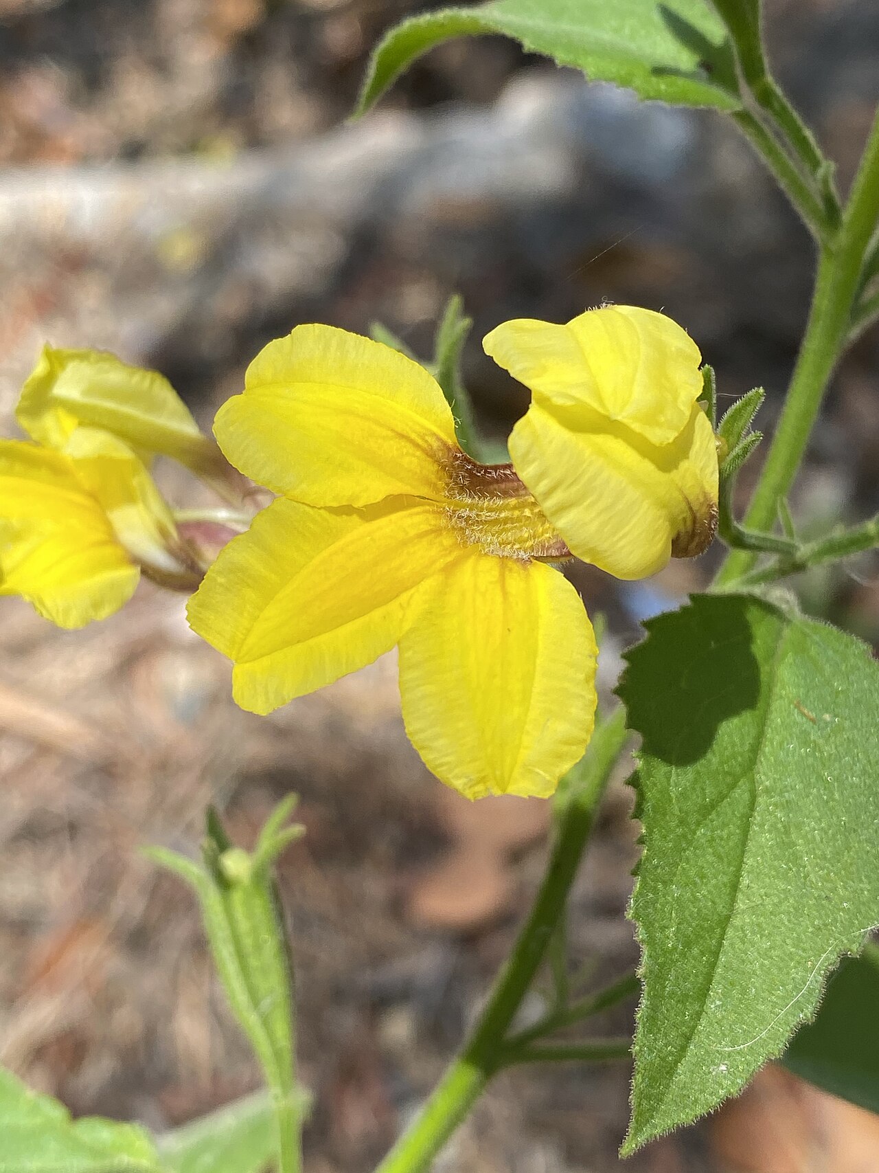 Goodenia grandiflora: Goodenia grandiflora cultivated plant growing in the Australian National Botanic Garden