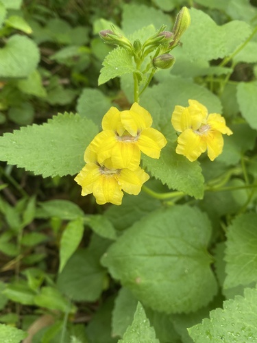 Goodenia grandiflora (Goodenia grandiflora)