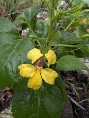 Goodenia grandiflora (Goodenia grandiflora)