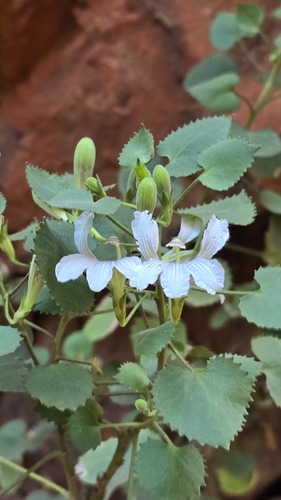Goodenia grandiflora (Goodenia grandiflora)