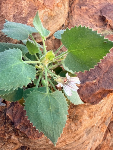 Goodenia grandiflora (Goodenia grandiflora)