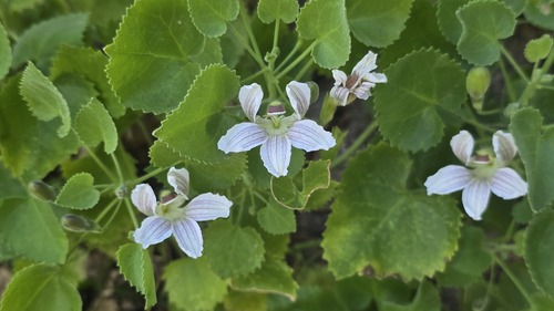 Goodenia grandiflora (Goodenia grandiflora)