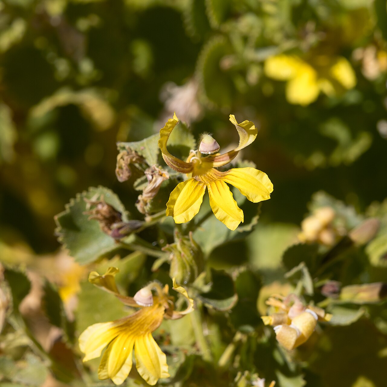 Goodenia grandiflora: Goodenia grandiflora at Mount Isa