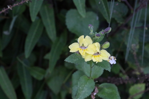 Goodenia grandiflora (Goodenia grandiflora)