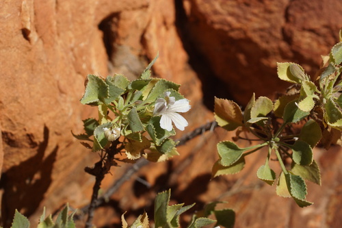 Goodenia grandiflora (Goodenia grandiflora)