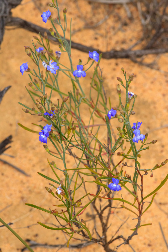 Goodenia hassallii (Goodenia hassallii)