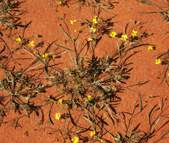 Goodenia havilandii (Goodenia havilandii)