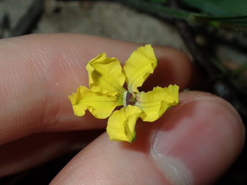 Goodenia hederacea (Goodenia hederacea)