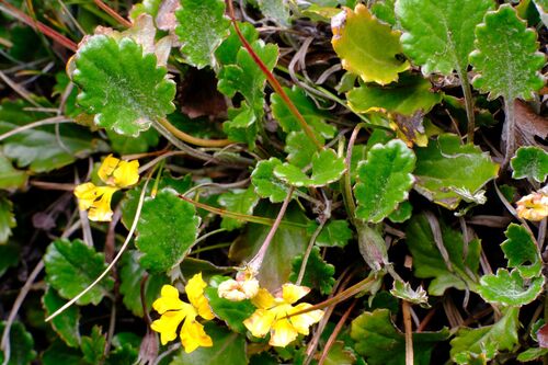 Goodenia hederacea (Goodenia hederacea)