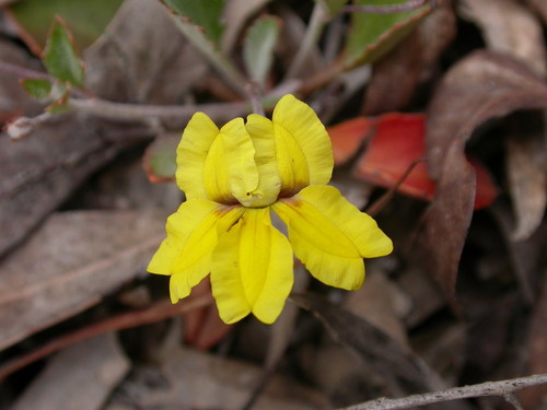 Goodenia hederacea (Goodenia hederacea)