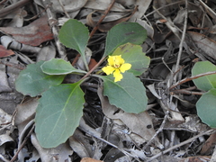 Goodenia hederacea (Goodenia hederacea)