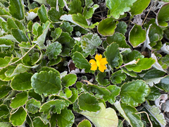 Goodenia hederacea (Goodenia hederacea)