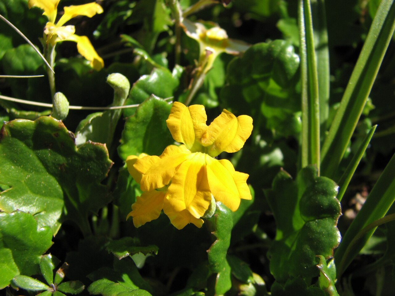 Goodenia hederacea: Goodenia hederacea subsp. alpestris , Mount Skene, Victoria, Australia