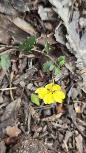 Goodenia hederacea (Goodenia hederacea)