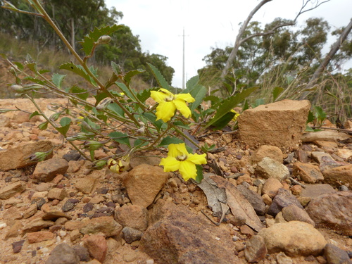 Goodenia hederacea (Goodenia hederacea)