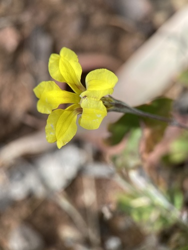 Goodenia hederacea (Goodenia hederacea)