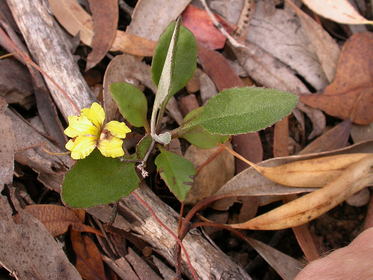 Goodenia hederacea: Goodenia hederacea Sm., Black Mountain, Canberra, ACT, 4 February 2011