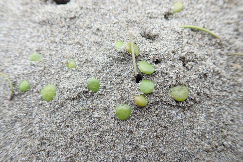 Goodenia heenanii (Goodenia heenanii)