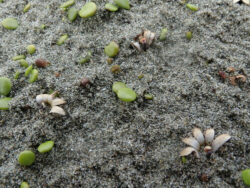 Goodenia heenanii (Goodenia heenanii)
