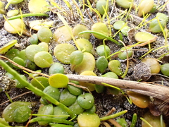 Goodenia heenanii (Goodenia heenanii)