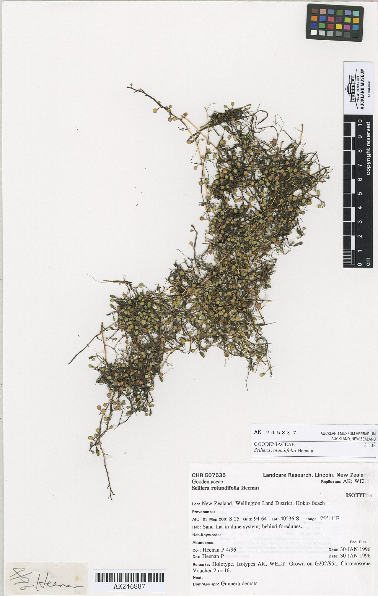 Goodenia heenanii (Goodenia heenanii)