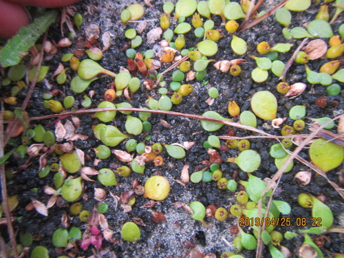 Goodenia heenanii (Goodenia heenanii)