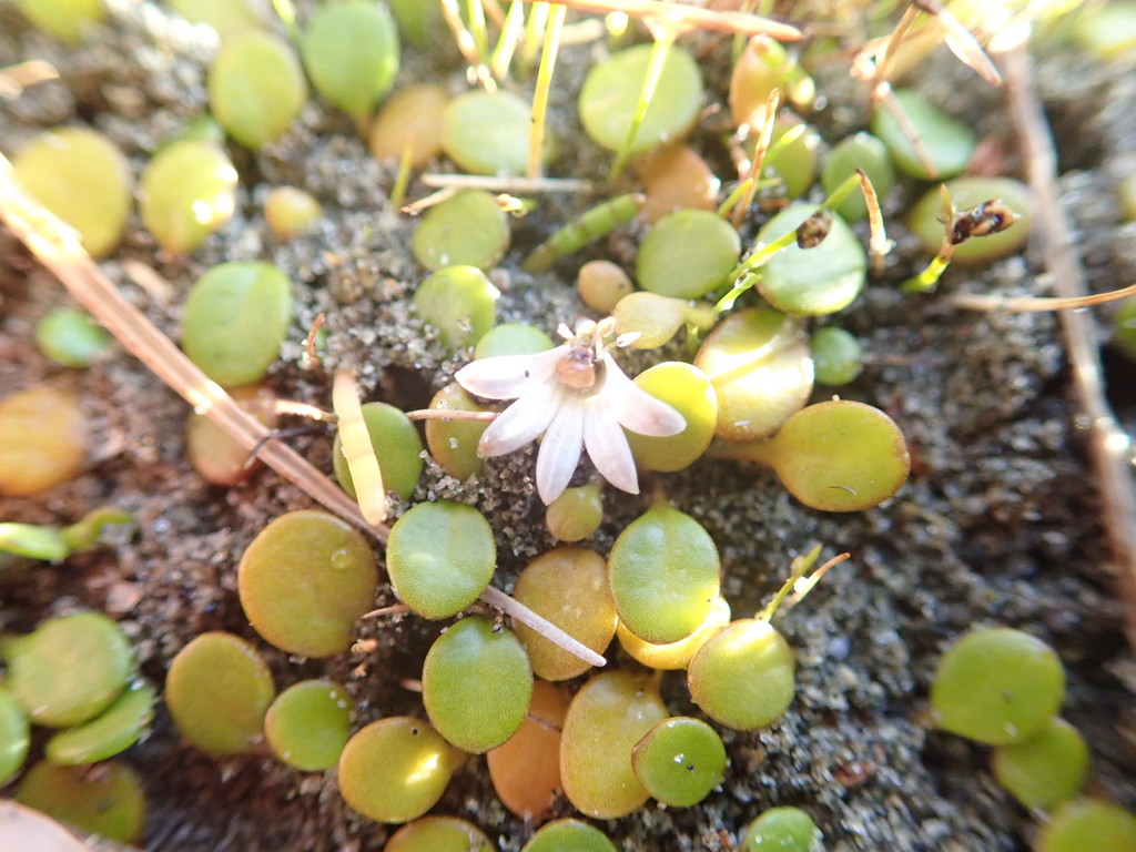 Goodenia heenanii (Goodenia heenanii)